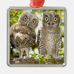 Screech Owls Chicken Metalen Ornament
