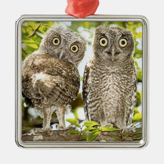 Screech Owls Chicken Metalen Ornament (Voorkant)