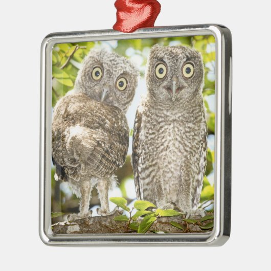 Screech Owls Chicken Metalen Ornament (Links)