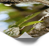 Screech Owls Chicken Poster (Hoek)