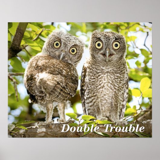 Screech Owls Chicken Poster (Voorkant)