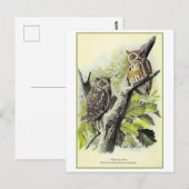 Screech Uil Illustratie Briefkaart (Voorkant / Achterkant)