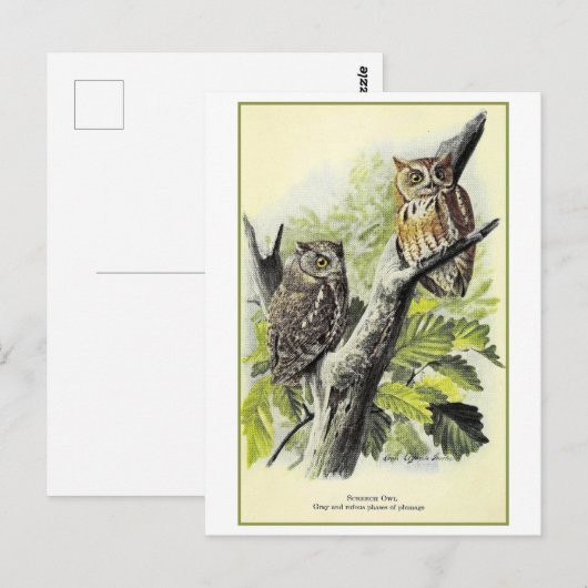 Screech Uil Illustratie Briefkaart (Voorkant / Achterkant)
