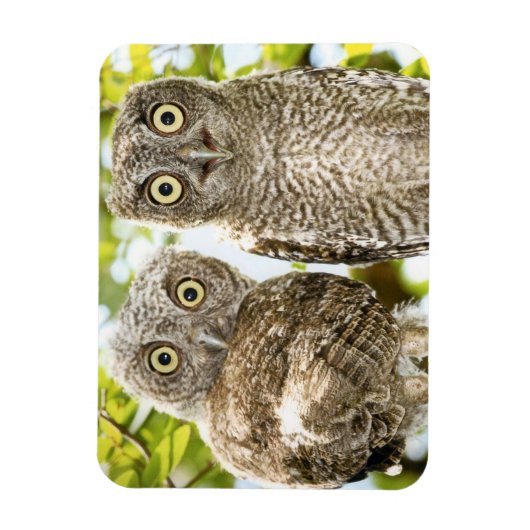 Screech Uilen Kuikens 2 Magneet (Verticaal)