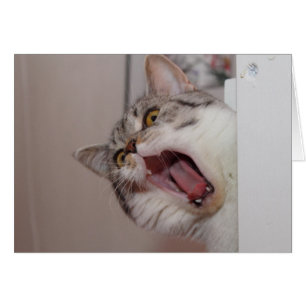 Screening British Shorthair