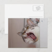 Screening British Shorthair Briefkaart (Voorkant / Achterkant)