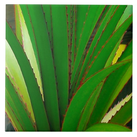 Screw Pine Closeup Tegeltje (Voorkant)