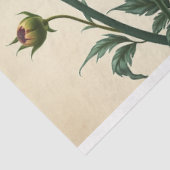 Scripture Le Femme Victoriaans Rozen Decoupage Tissuepapier (Detail)