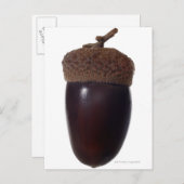 Scrub Eikeneik (Quercus berberidifolia) sluiten Briefkaart (Voorkant / Achterkant)