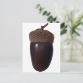 Scrub Eikeneik (Quercus berberidifolia) sluiten Briefkaart (Staand voorkant)