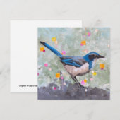 Scrub Jay (Voorkant / Achterkant)