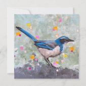 Scrub Jay (Voorkant)