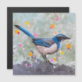 Scrub Jay (Voorkant / Achterkant)