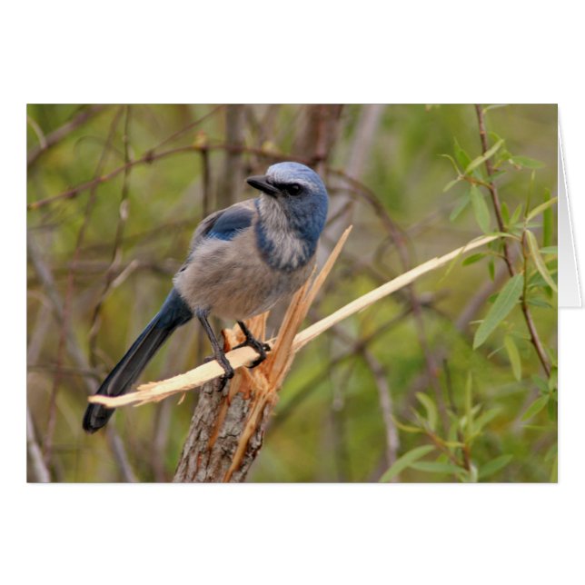 Scrub Jay (Voorkant Horizontaal)