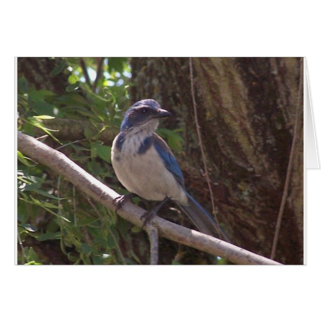 Scrub Jay (Voorkant Horizontaal)