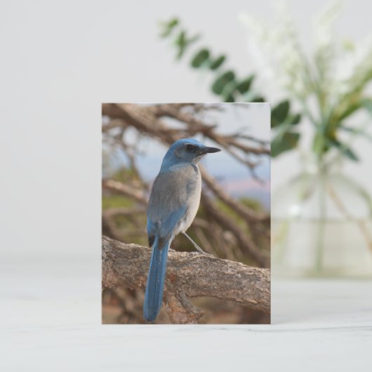 Scrub Jay Briefkaart (Staand voorkant)