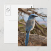Scrub Jay Briefkaart (Voorkant / Achterkant)