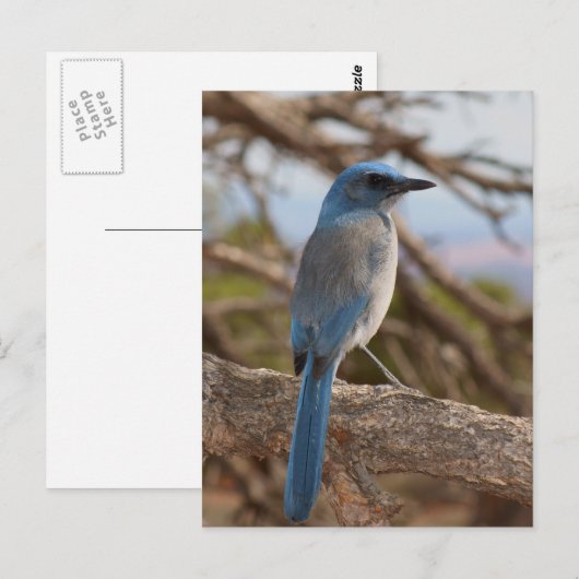 Scrub Jay Briefkaart (Voorkant / Achterkant)