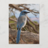 Scrub Jay Briefkaart (Voorkant)