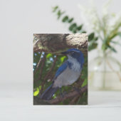 Scrub Jay Briefkaart (Staand voorkant)