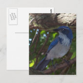 Scrub Jay Briefkaart (Voorkant / Achterkant)