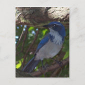 Scrub Jay Briefkaart (Voorkant)