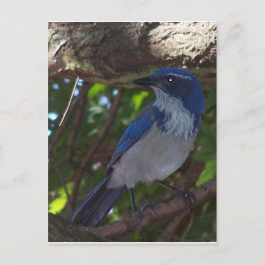Scrub Jay Briefkaart (Voorkant)