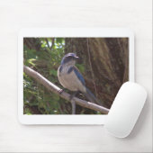 Scrub Jay Muismat (Met muis)
