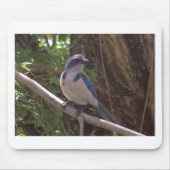 Scrub Jay Muismat (Voorkant)