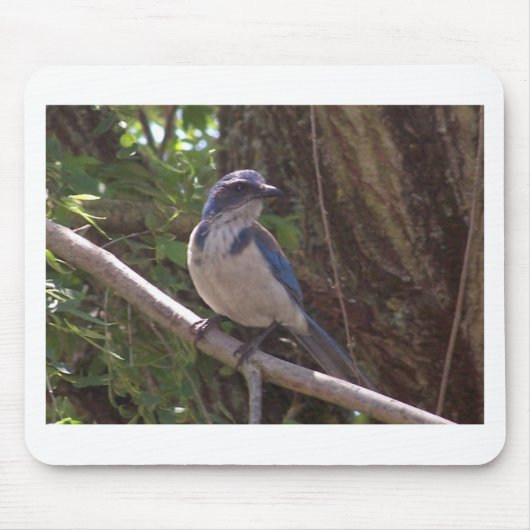 Scrub Jay Muismat (Voorkant)