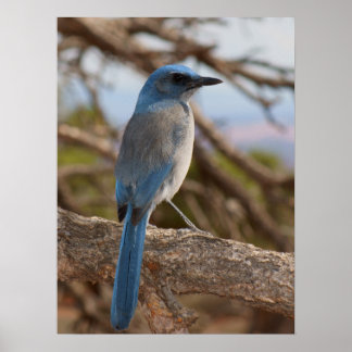 Scrub Jay Poster