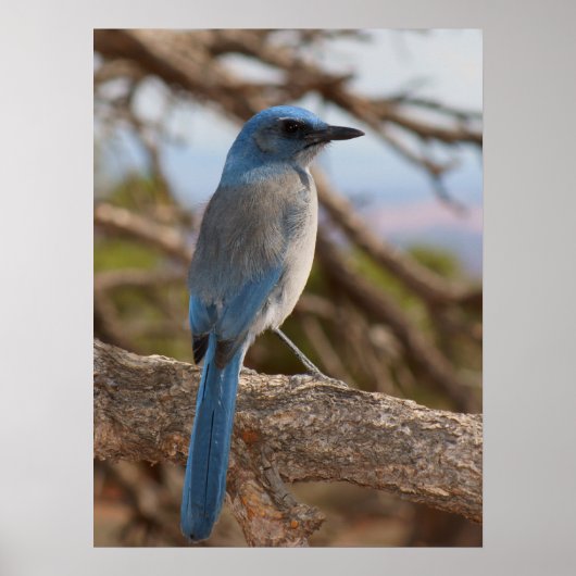 Scrub Jay Poster (Voorkant)