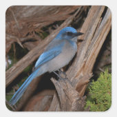Scrub Jay Vierkante Sticker (Voorkant)