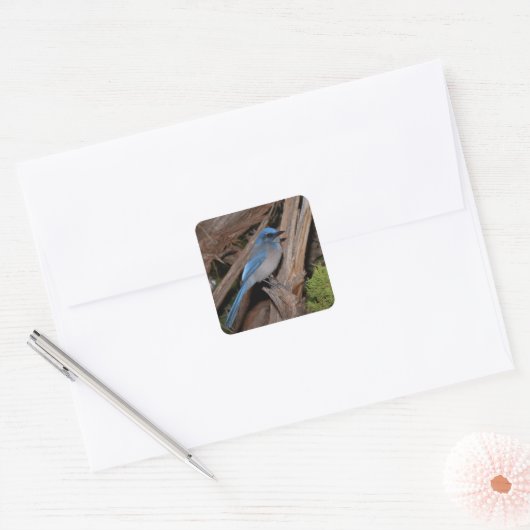 Scrub Jay Vierkante Sticker (Envelop)