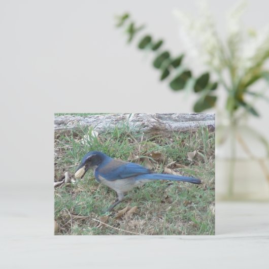 Scrub Jay vindt een pinda Briefkaart (Staand voorkant)