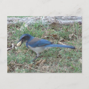 Scrub Jay vindt een pinda Briefkaart