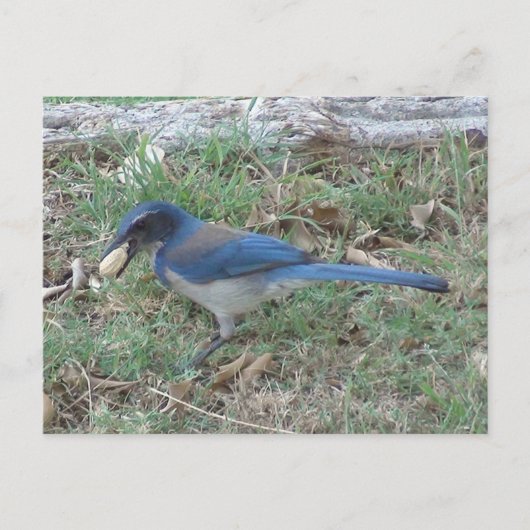 Scrub Jay vindt een pinda Briefkaart (Voorkant)