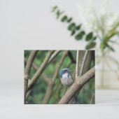 Scrub Jay, Western Briefkaart (Staand voorkant)