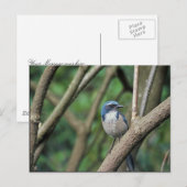 Scrub Jay, Western Briefkaart (Voorkant / Achterkant)