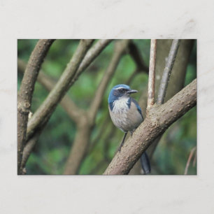Scrub Jay, Western Briefkaart