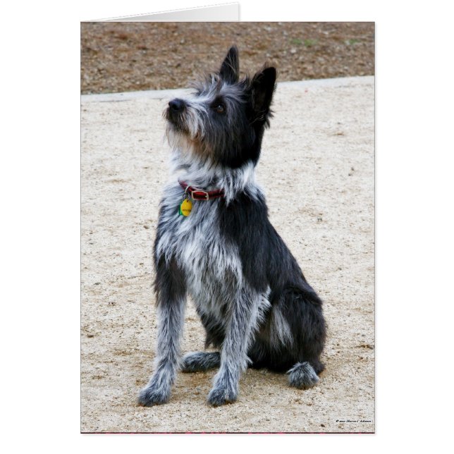 Scruffy Dog (Voorkant)