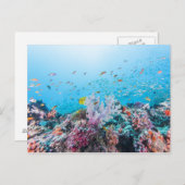 Scuba duiken met kleurrijk rif en koraal briefkaart (Voorkant / Achterkant)