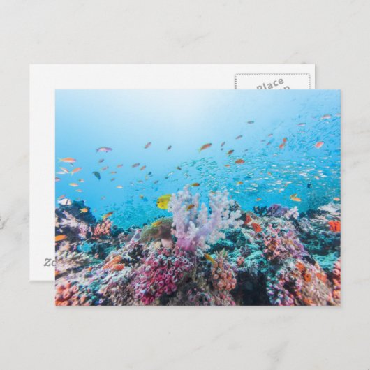 Scuba duiken met kleurrijk rif en koraal briefkaart (Voorkant / Achterkant)