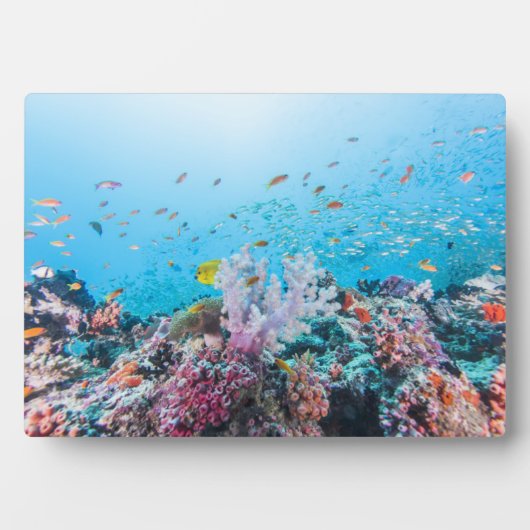 Scuba duiken met kleurrijk rif en koraal fotoplaat (voorkant)