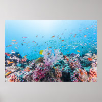 Scuba duiken met kleurrijk rif en koraal