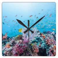 Scuba duiken met kleurrijk rif en koraal