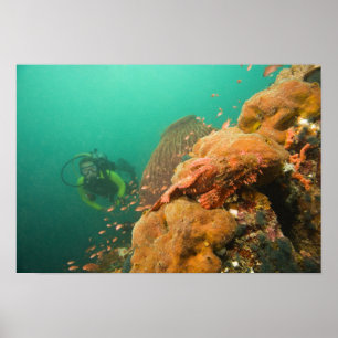 scuba-duiker & Scorpionfish Scorpanopsis Poster