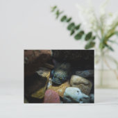 Sculpin op sommige rotsen briefkaart (Staand voorkant)