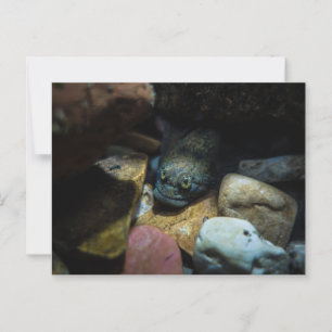 Sculpin op sommige rotsen briefkaart