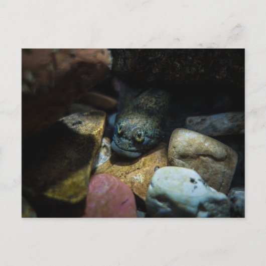 Sculpin op sommige rotsen briefkaart (Voorkant)
